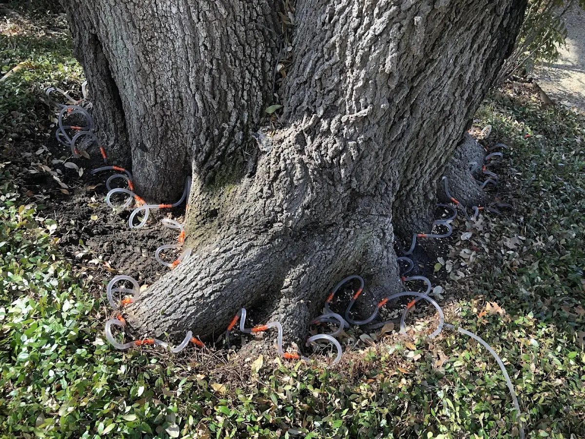 Detailed Tree Cabling and Bracing job site in Haines