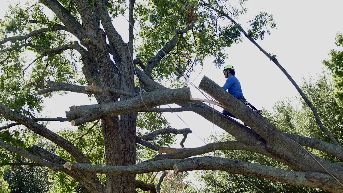 Professional Crown Thinning performed by certified arborists in Haines