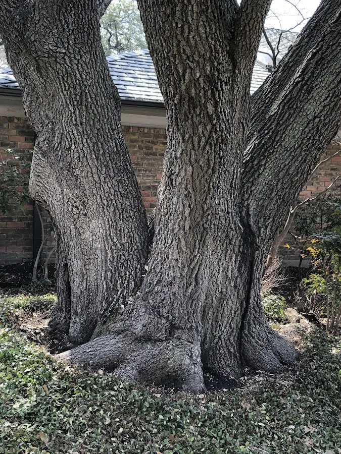 Mature heritage tree close to a Haines property cared for by certified arborists